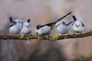 bushtits, Aegithalos caudatus, group sits on branch bushtits, Aegithalos caudatus, group sits on branch